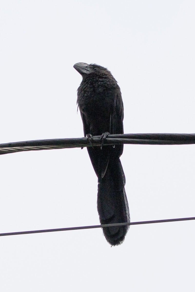 Smooth-billed Ani - ML605341261