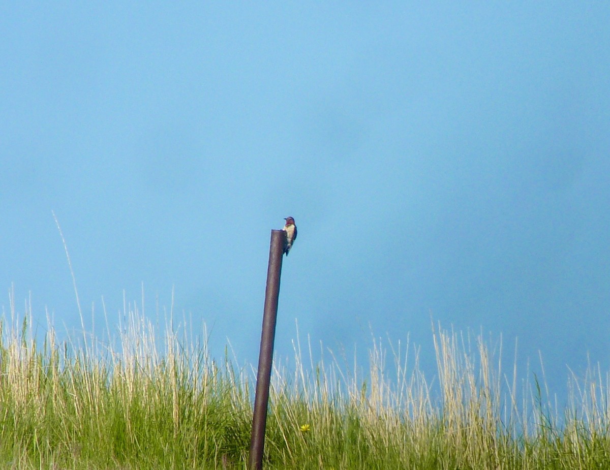 Red-headed Woodpecker - ML60534141