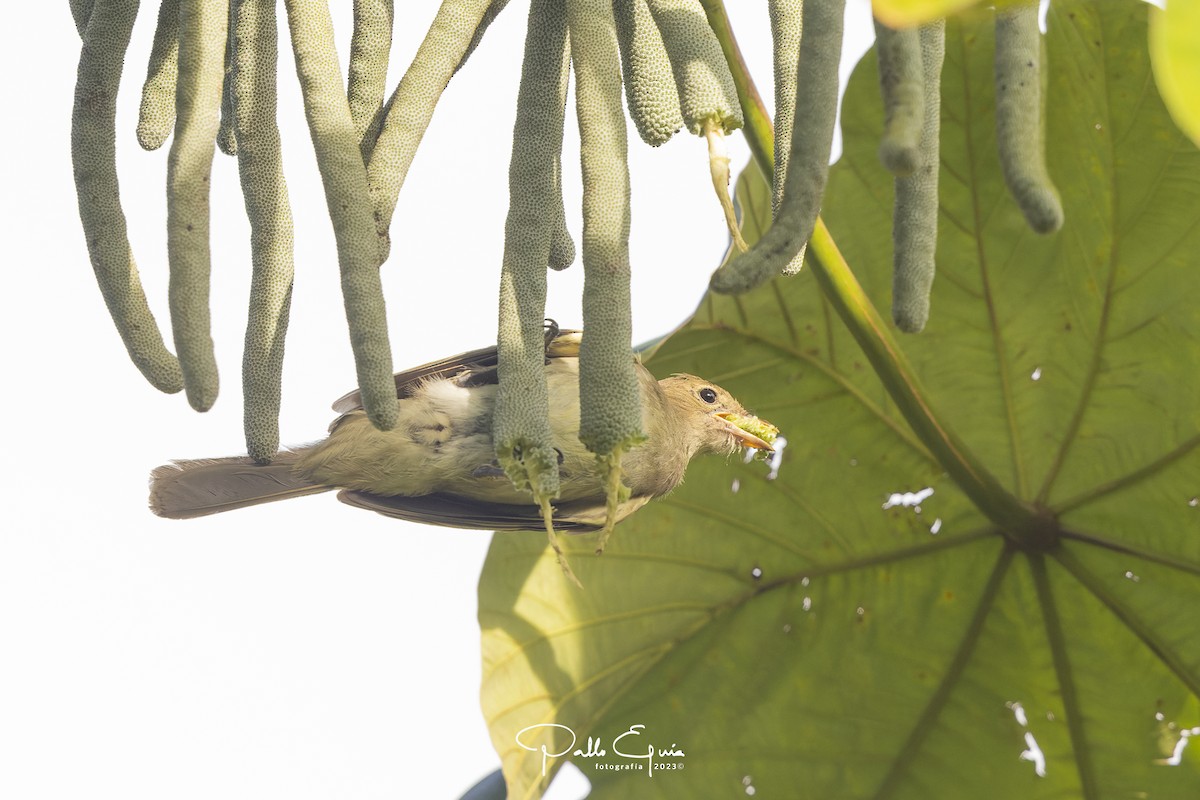 Brownish Elaenia - ML605341901