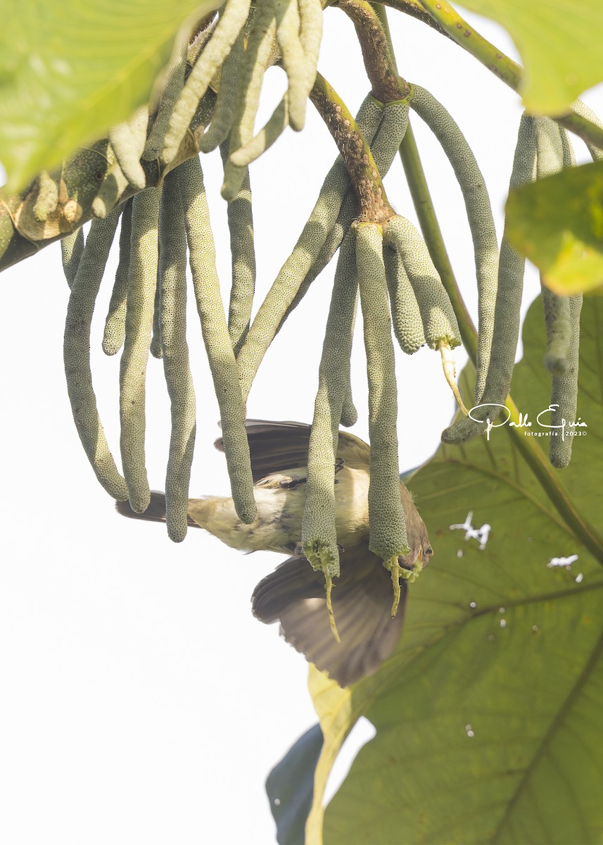 Brownish Elaenia - Pablo Eguia