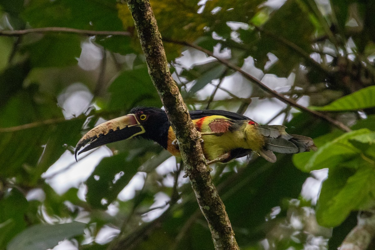 Collared Aracari - ML605341931