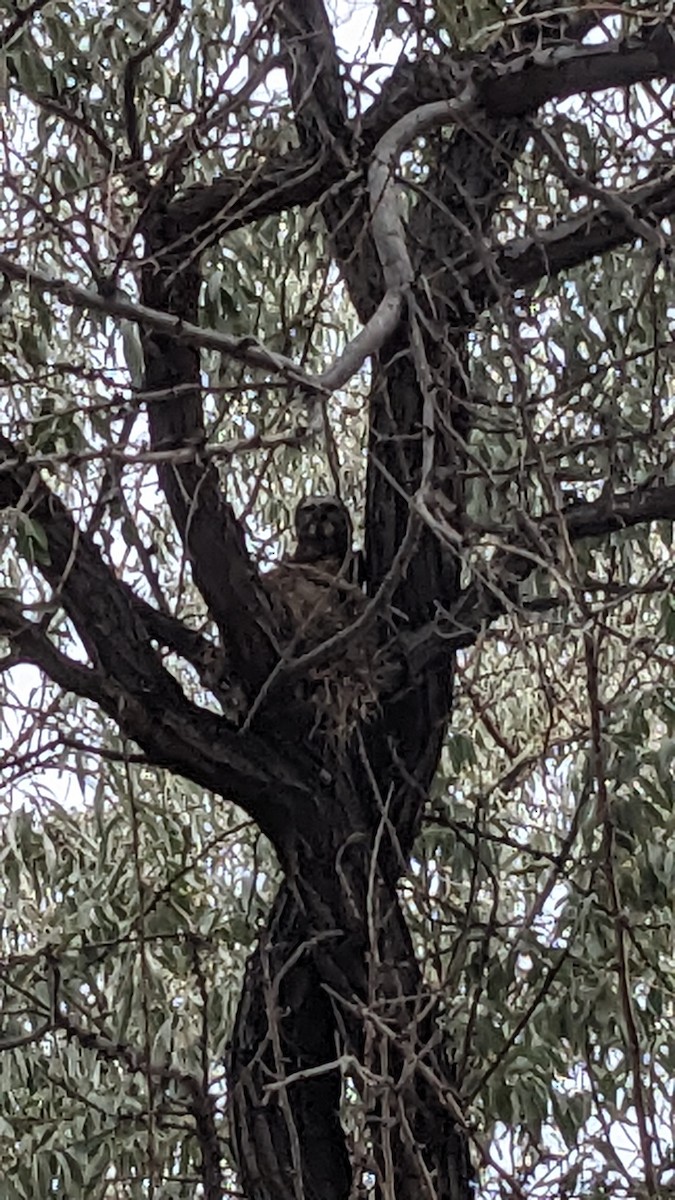 Northern Saw-whet Owl - ML605344821