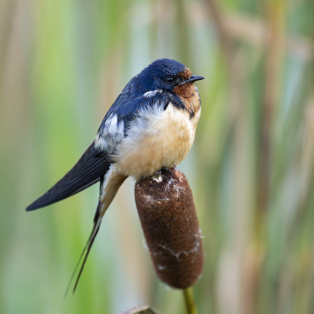 Barn Swallow - ML605345261