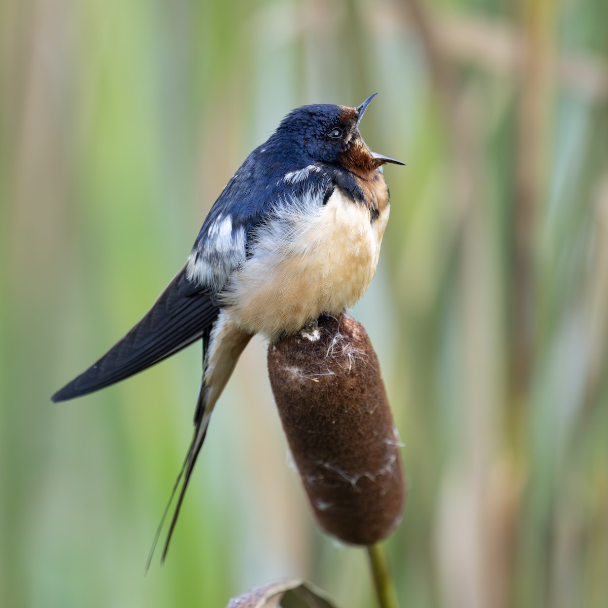 Barn Swallow - ML605345271