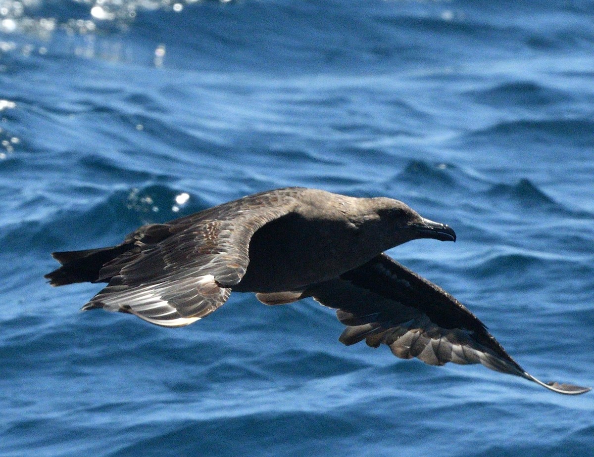 South Polar Skua - ML605345381