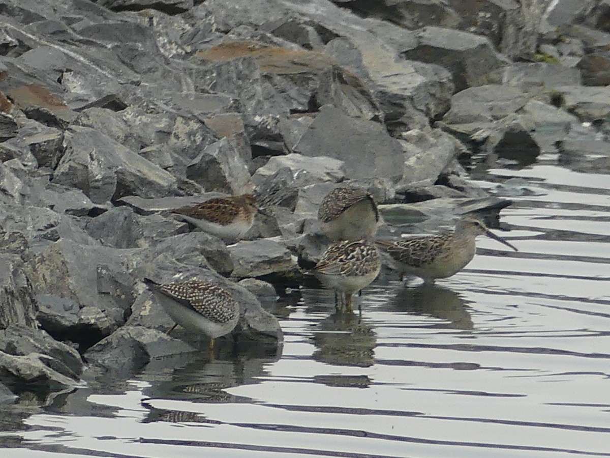 Least Sandpiper - ML605345391