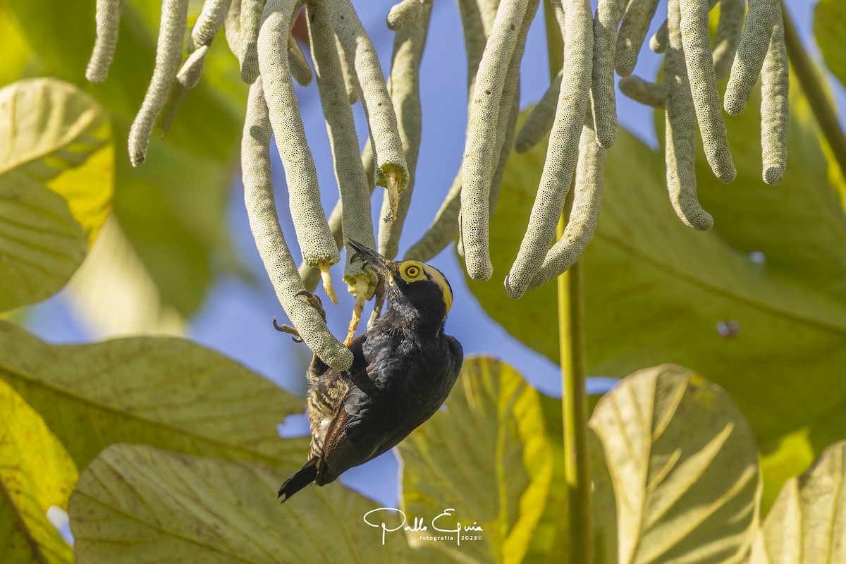 Yellow-tufted Woodpecker - ML605346041