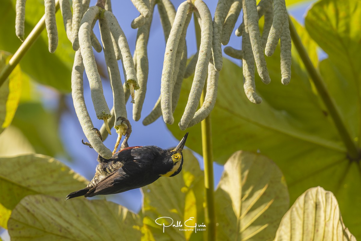 Yellow-tufted Woodpecker - ML605346071