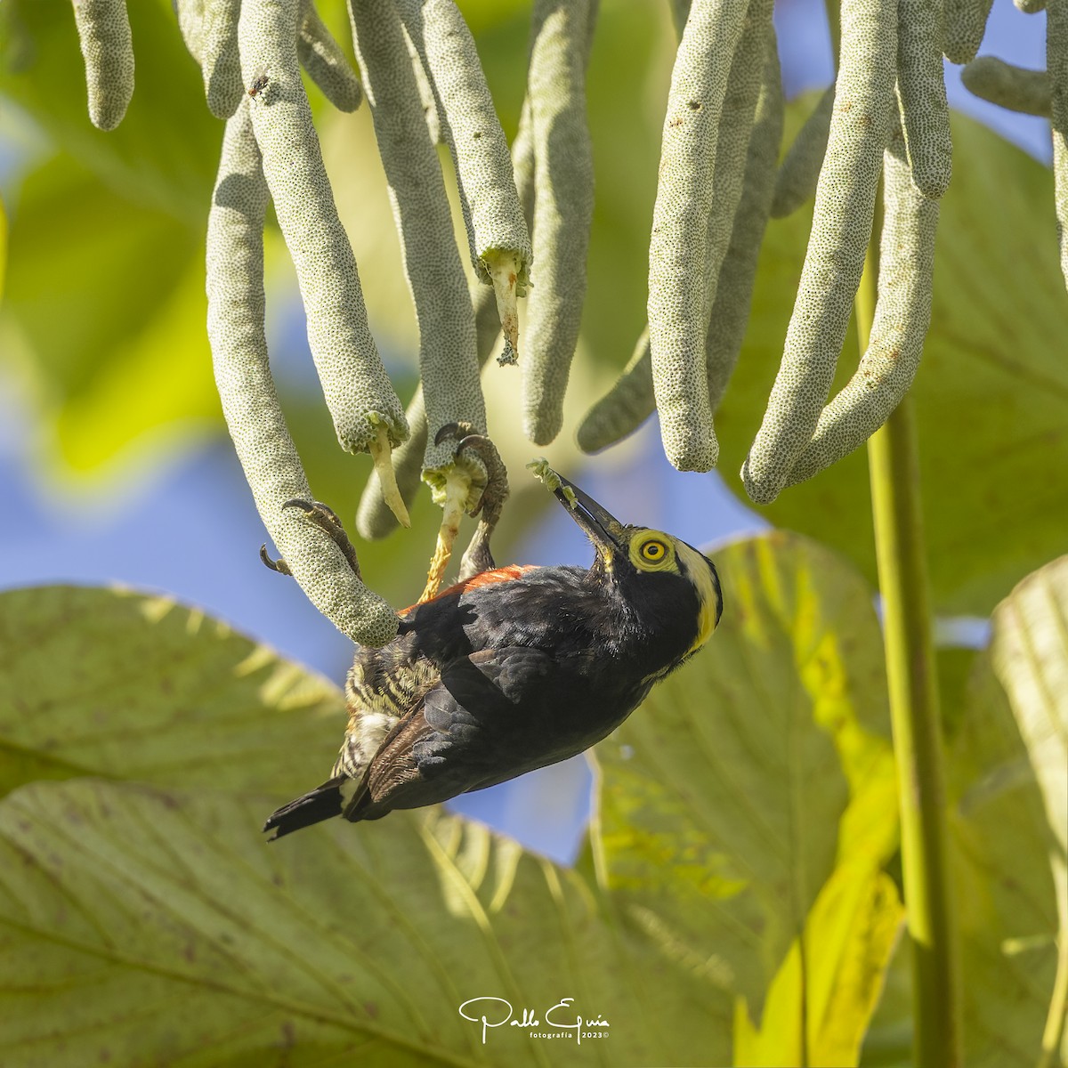 Yellow-tufted Woodpecker - ML605346081