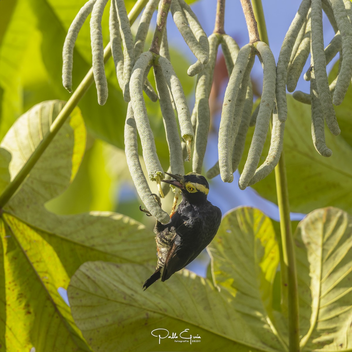 Yellow-tufted Woodpecker - ML605346091