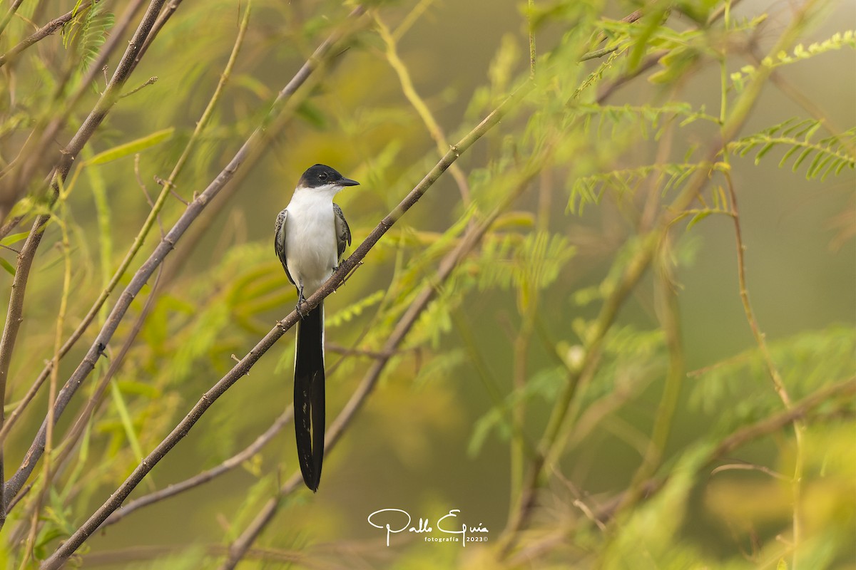 Fork-tailed Flycatcher - Pablo Eguia