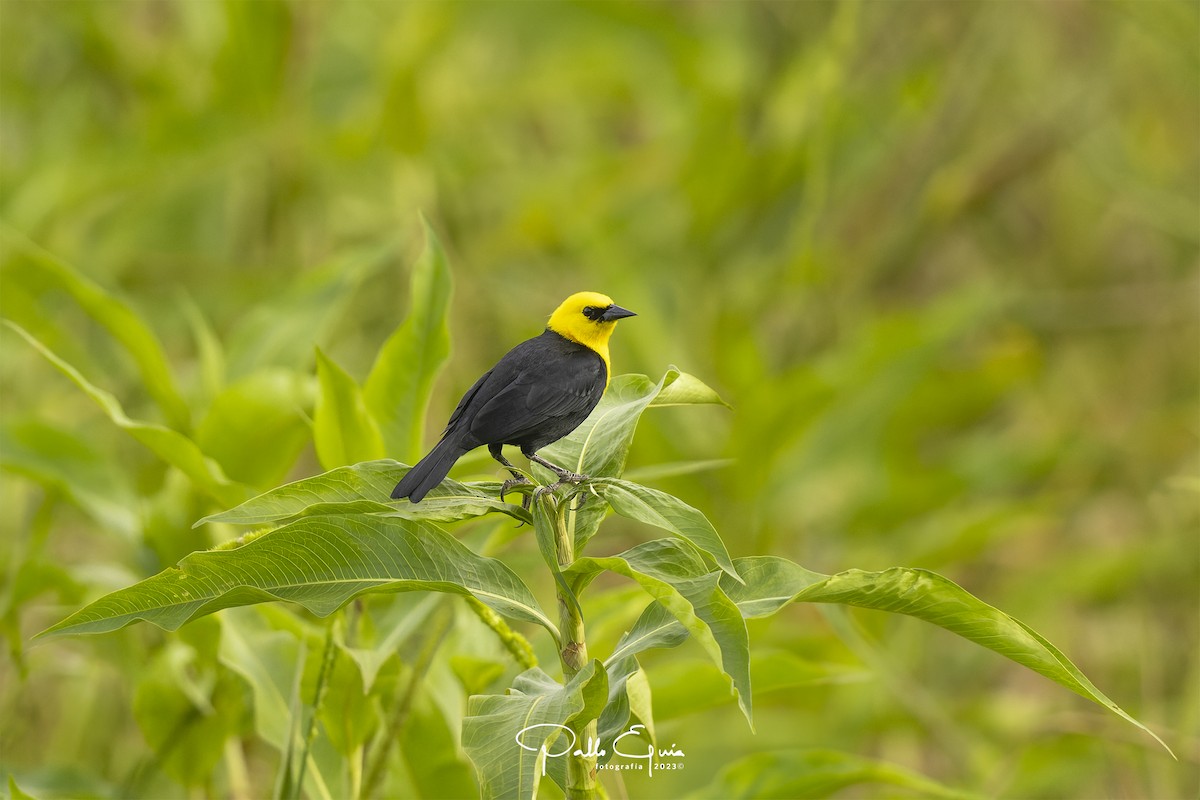 Yellow-hooded Blackbird - Pablo Eguia