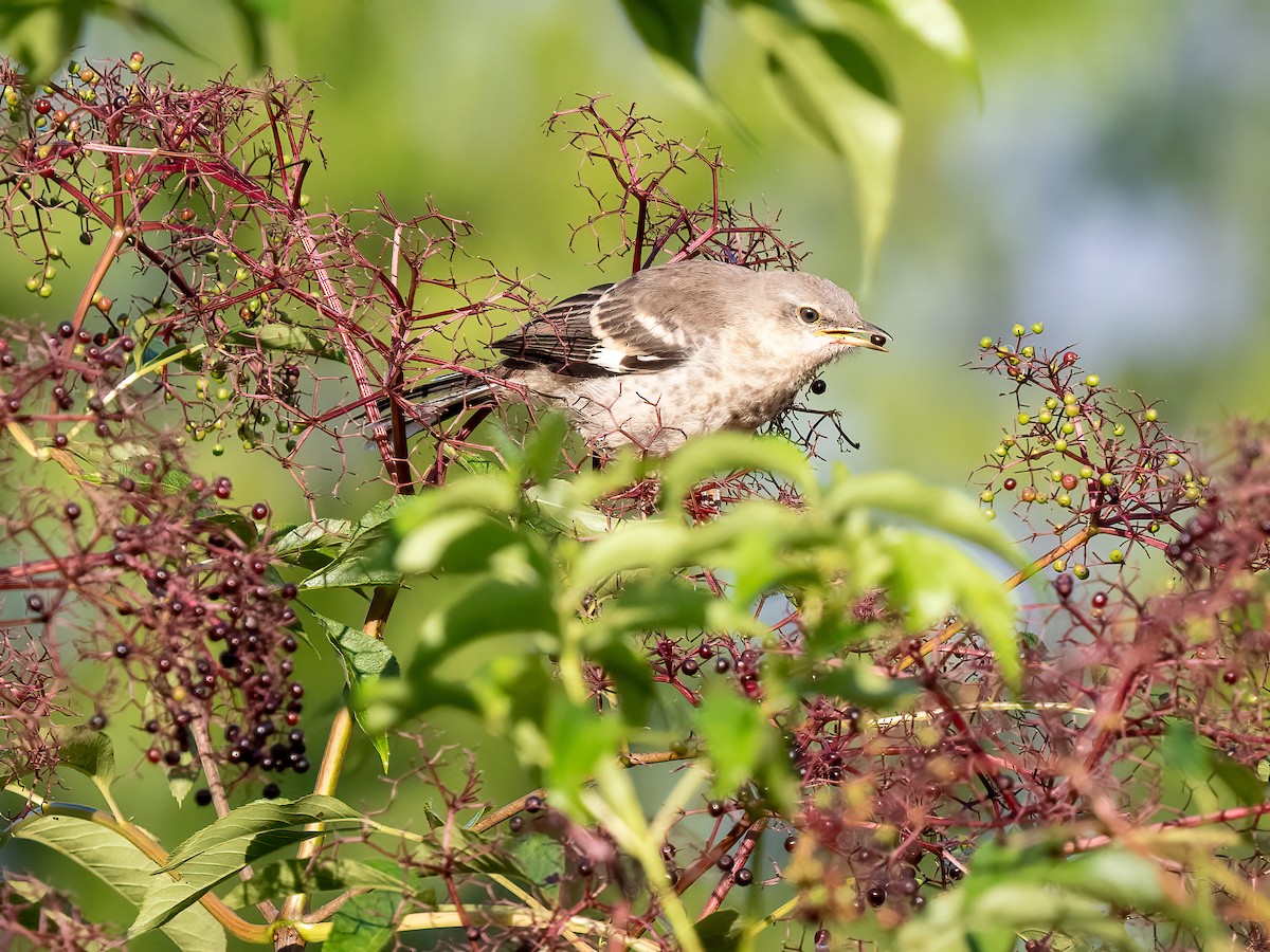 Northern Mockingbird - ML605347361