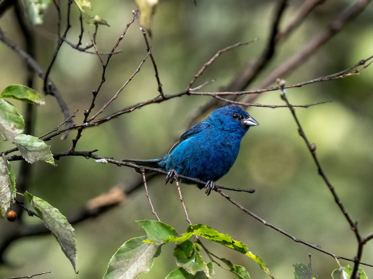 Indigo Bunting - ML605347661