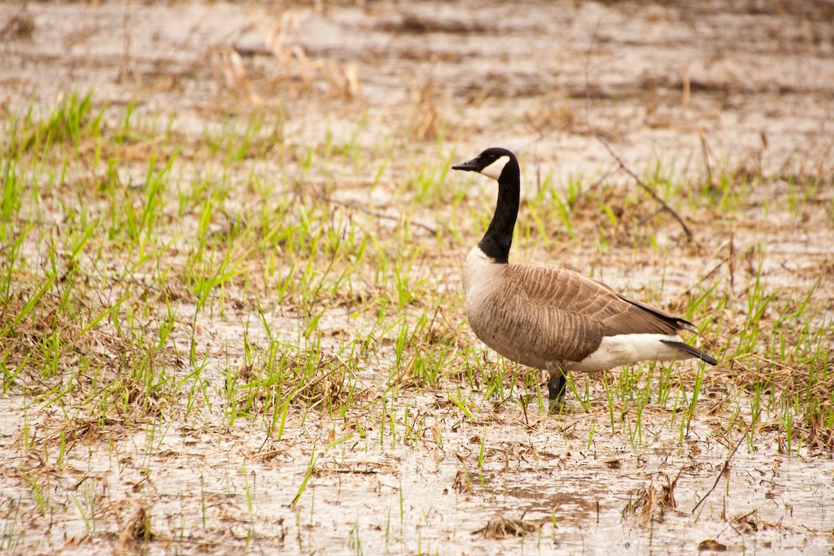 Canada Goose - ML60534791