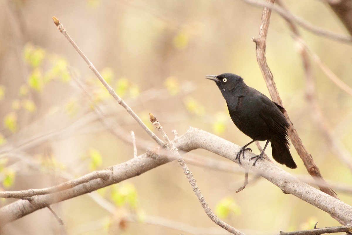 Rusty Blackbird - ML60534901