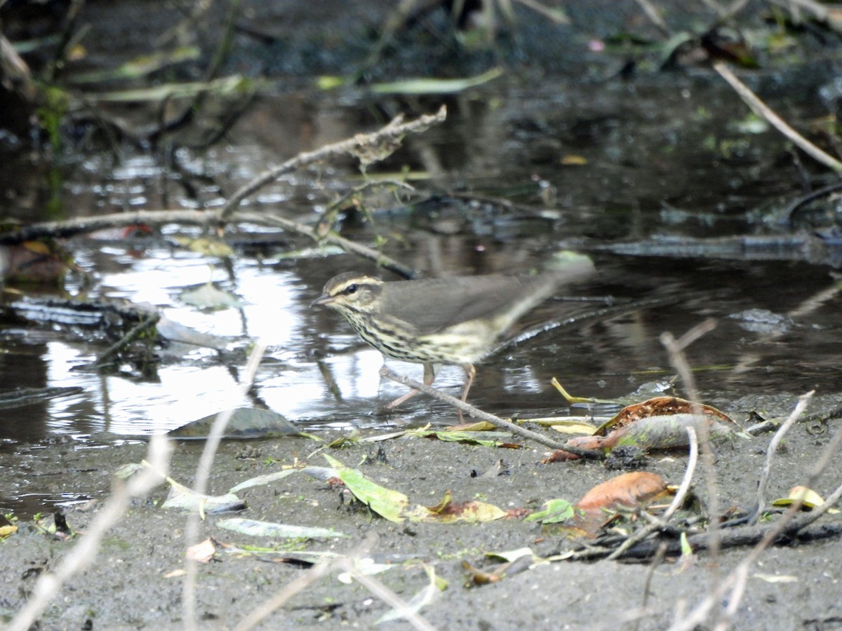 Northern Waterthrush - ML605349271