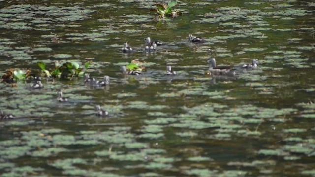 Cotton Pygmy-Goose - ML605349371