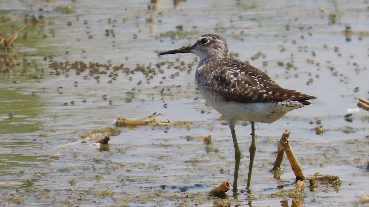 Wood Sandpiper - ML605349761