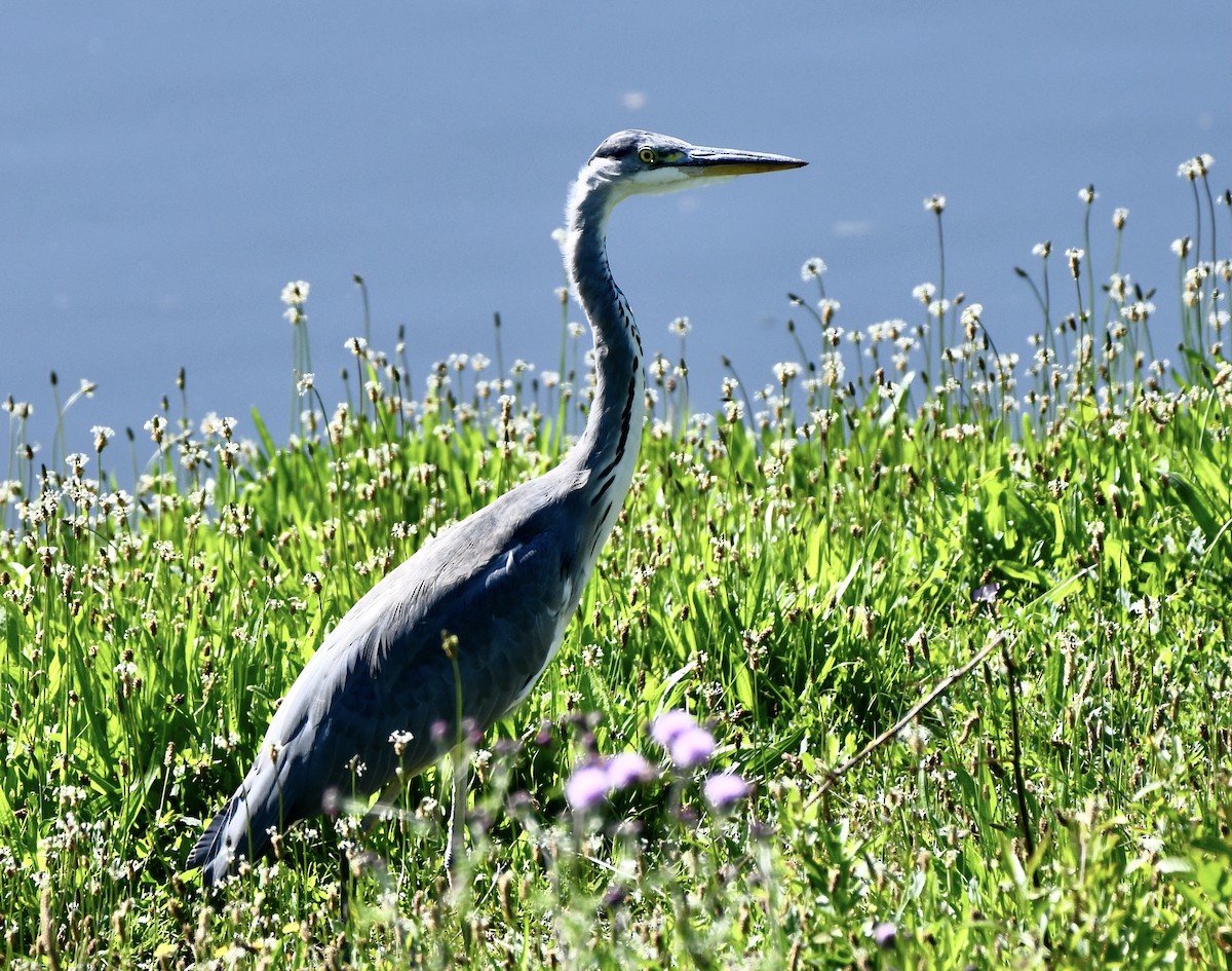 Gray Heron (Gray) - ML605350451