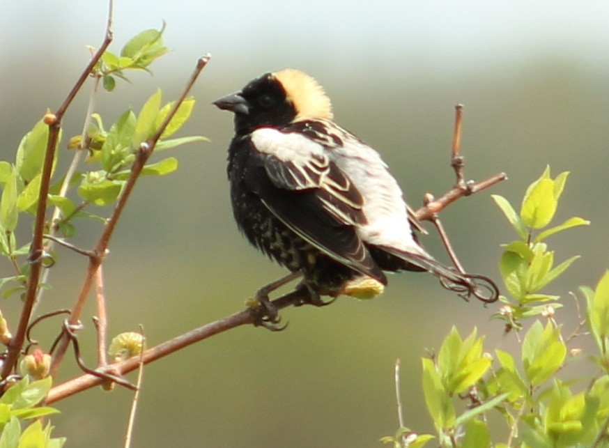 Bobolink - ML605351981