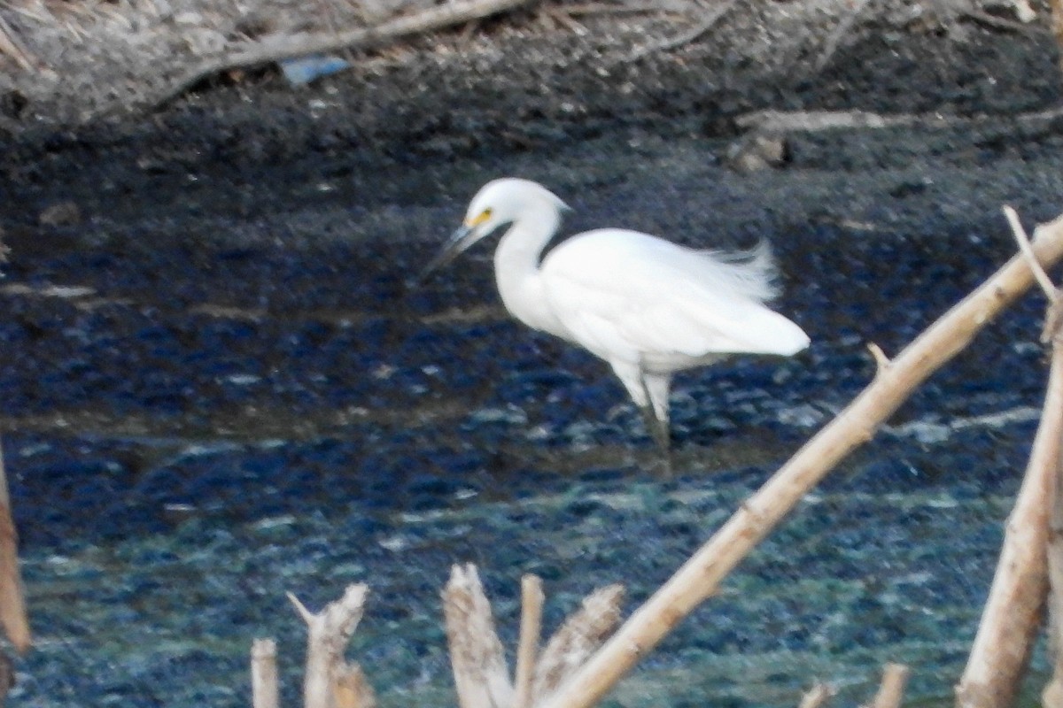 Snowy Egret - ML605352601