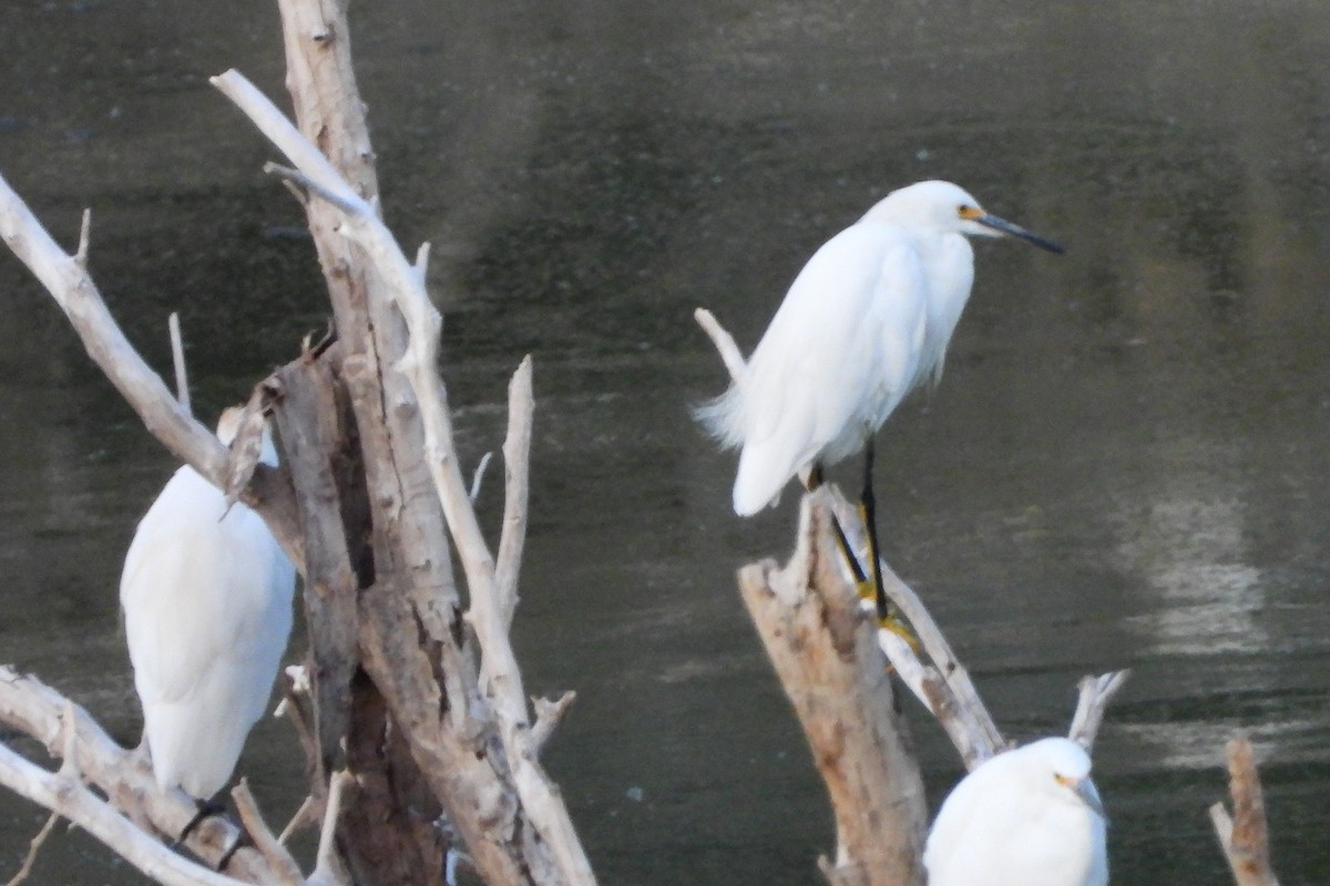 Snowy Egret - Julie Ibarra