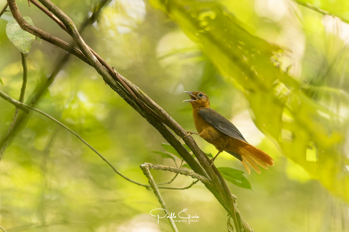 Cinnamon-rumped Foliage-gleaner - Pablo Eguia