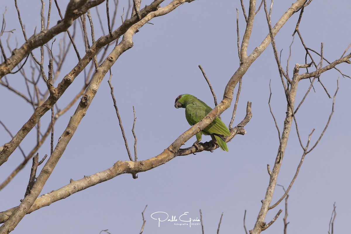 Festive Parrot - ML605354181