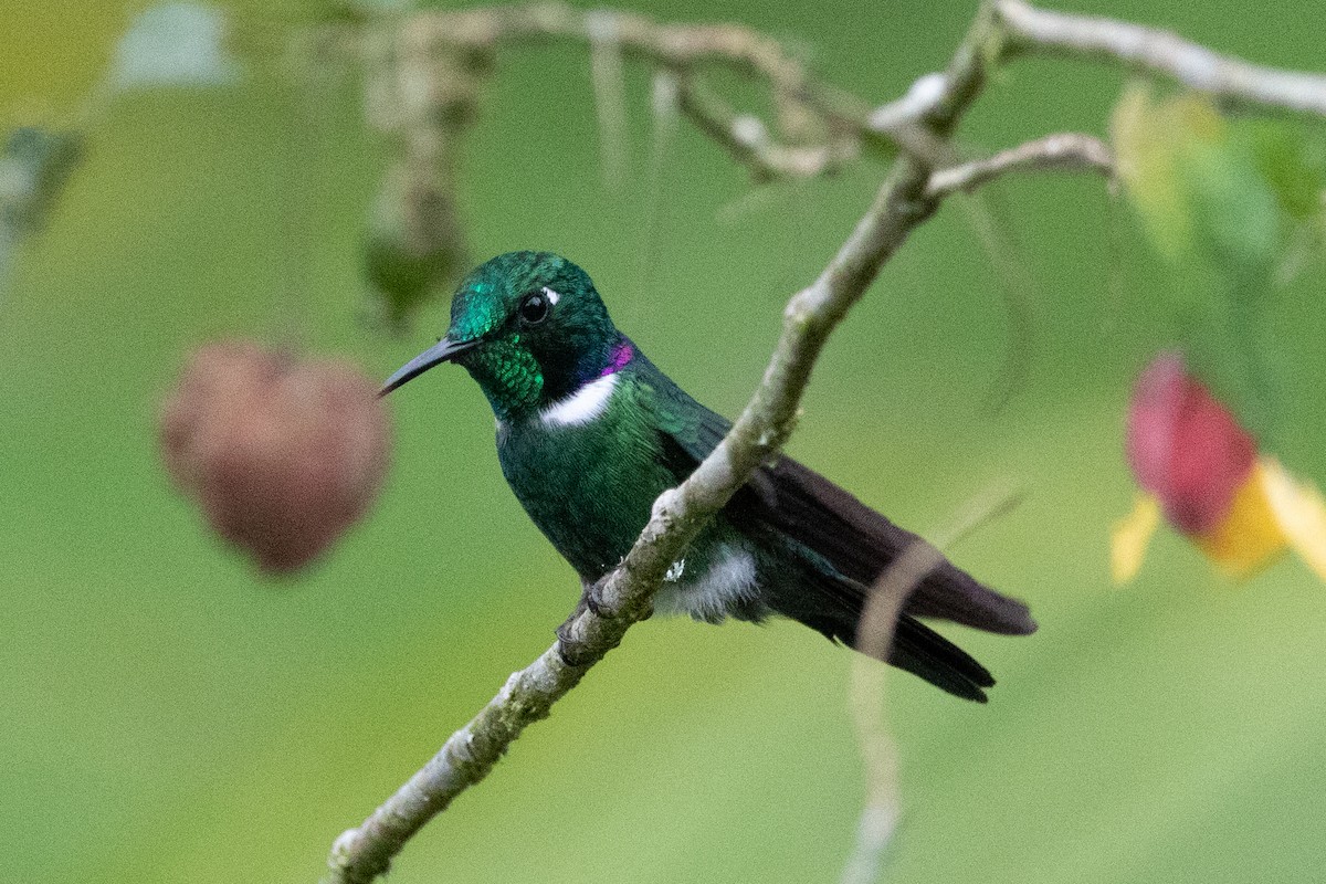 White-throated Daggerbill - ML605356921