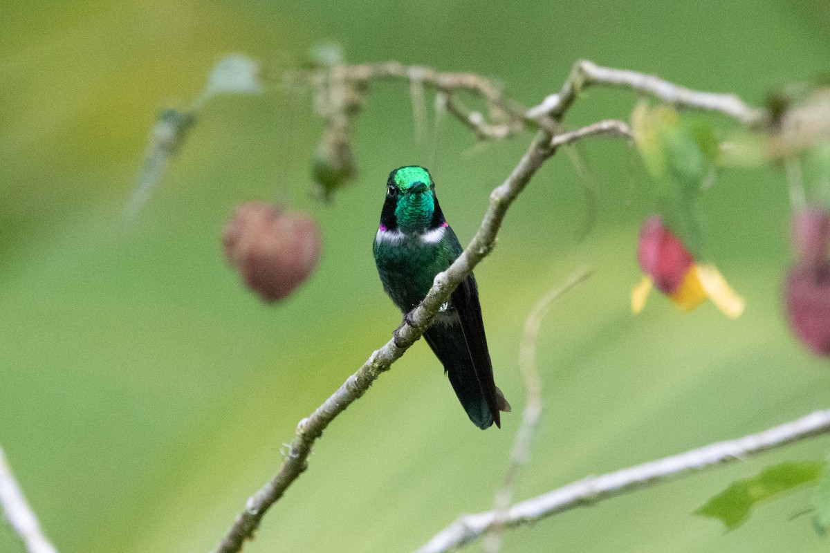 White-throated Daggerbill - ML605356931