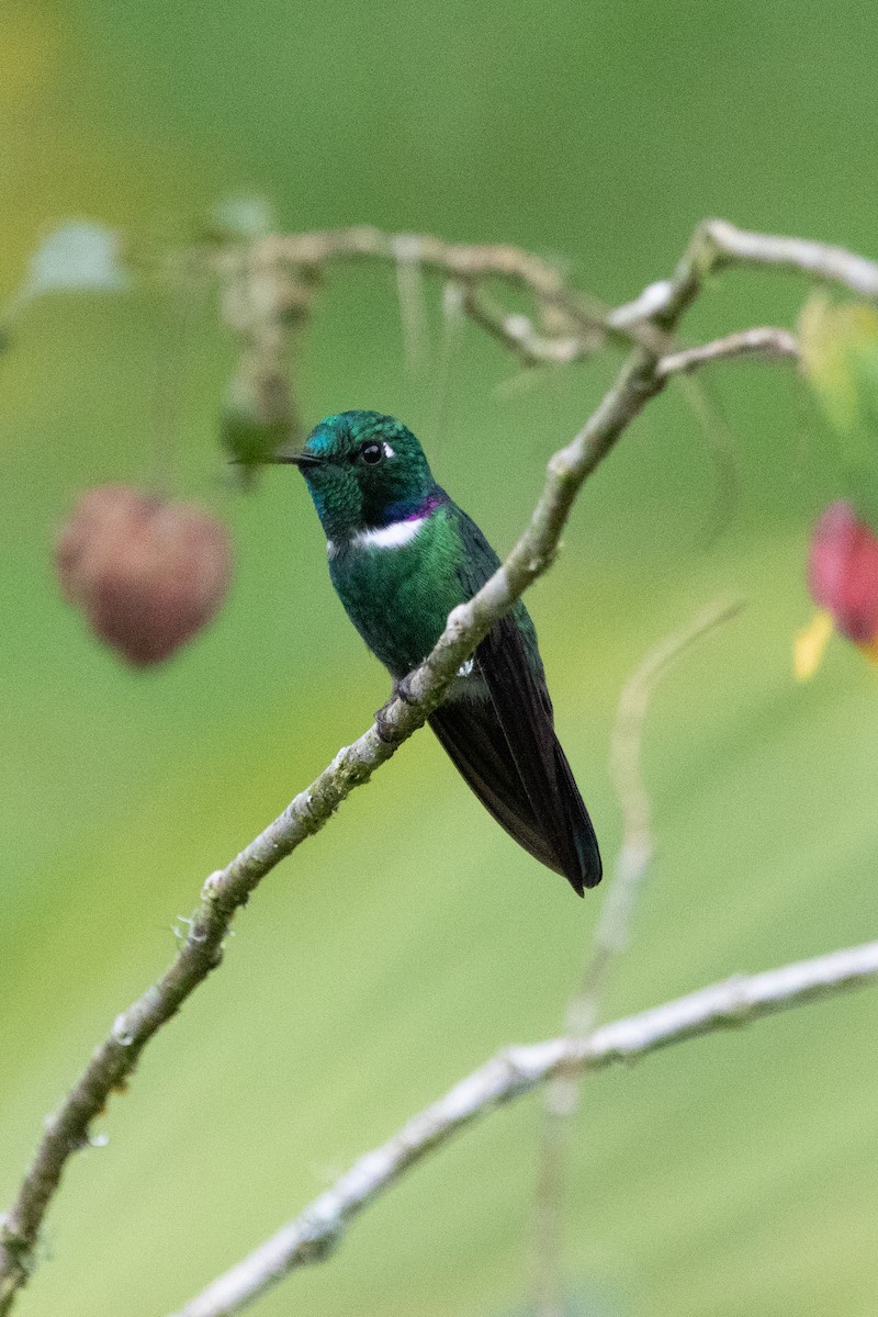 White-throated Daggerbill - ML605356941