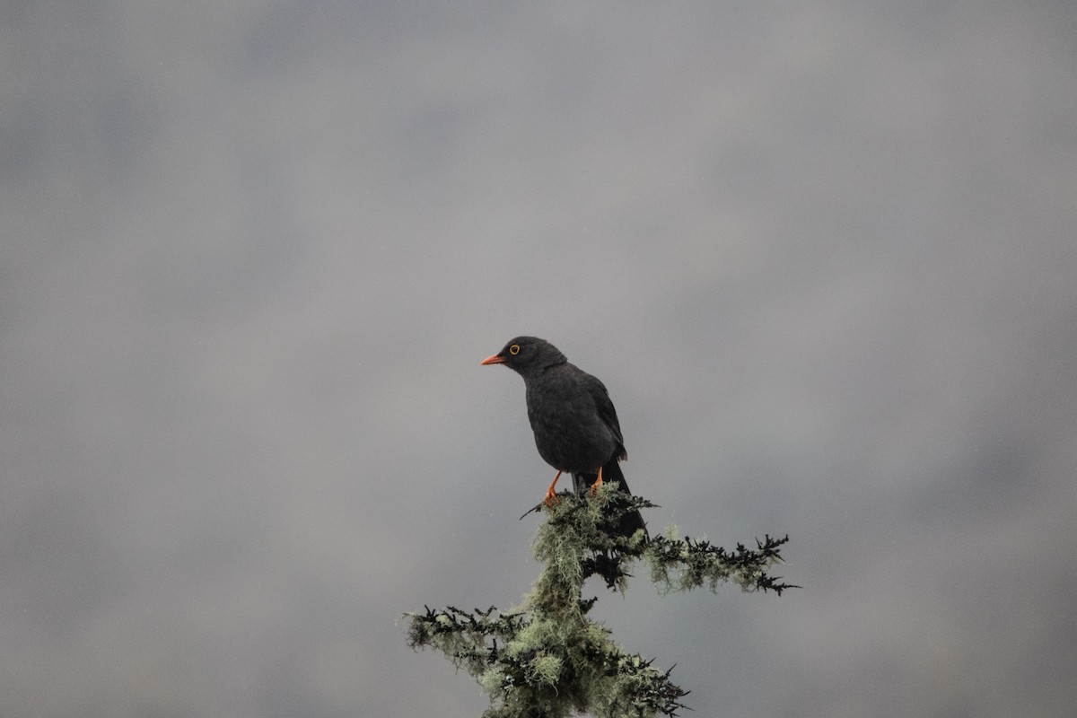 Great Thrush - Kate Reed