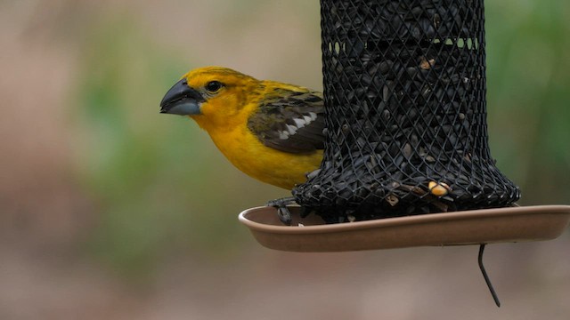 Yellow Grosbeak - ML605360701