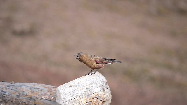 Roselin à tête brune - ML605361591