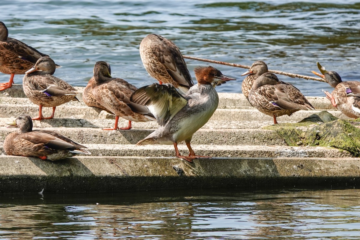 Common Merganser - ML605361861