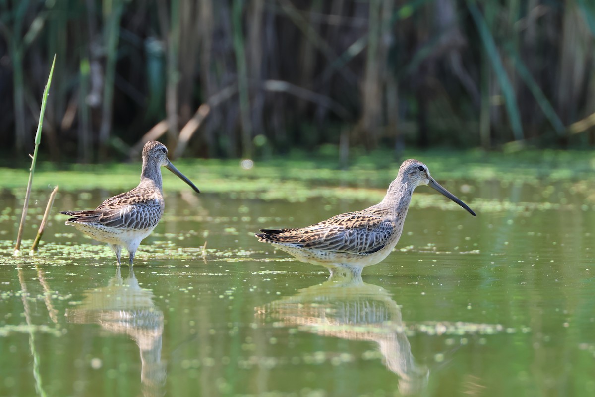 Short-billed Dowitcher - ML605362771