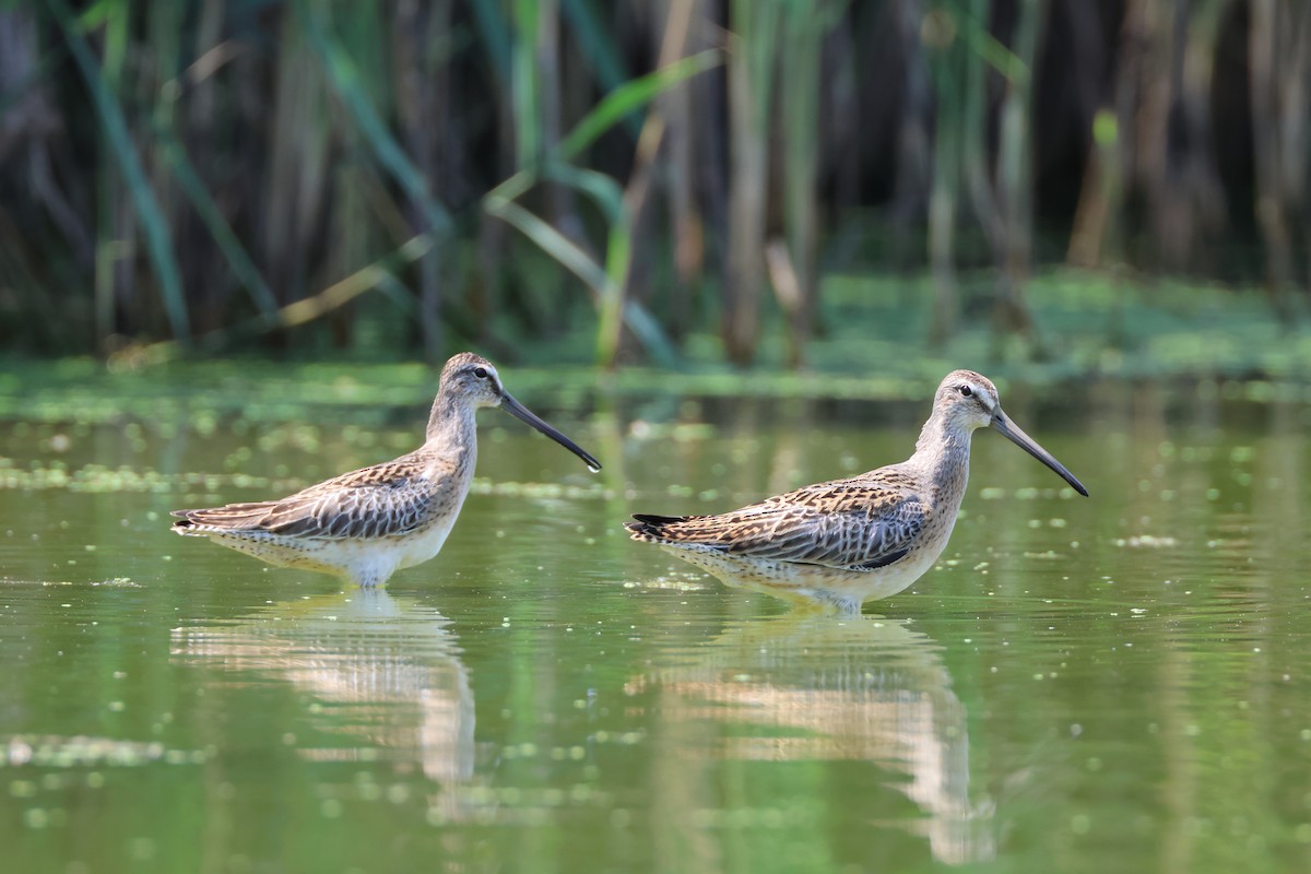 Short-billed Dowitcher - ML605362781