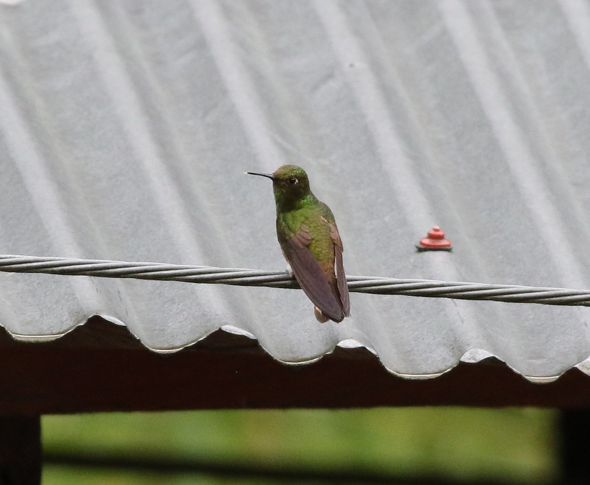 Buff-tailed Coronet - ML605363311