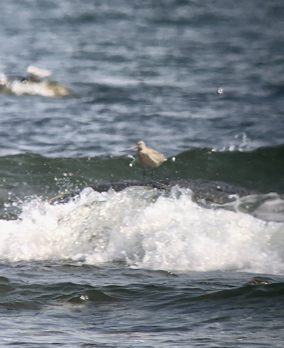 Marbled Godwit - ML605363461