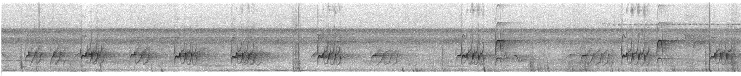 Weißring-Maskentyrann - ML605363691