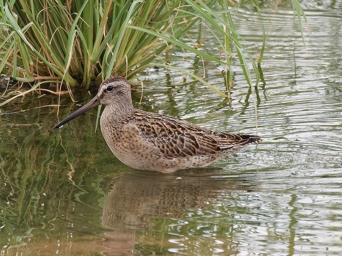 Short-billed Dowitcher - Pierre Deviche