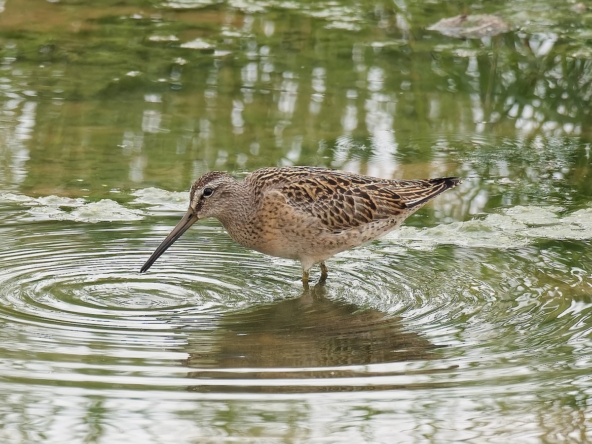 Short-billed Dowitcher - Pierre Deviche