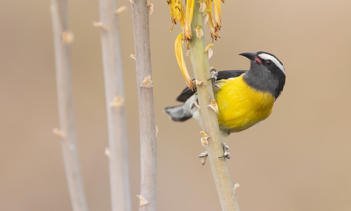 Bananaquit - Zak Pohlen