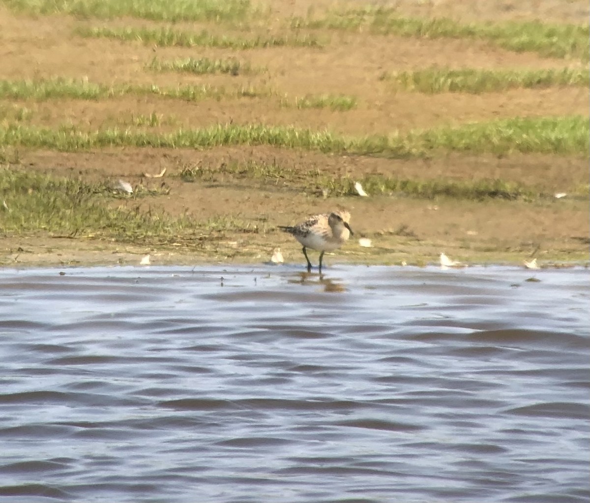 Baird's Sandpiper - ML605364931