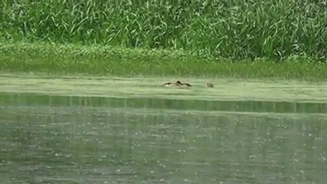 Fulvous Whistling-Duck - ML605365211