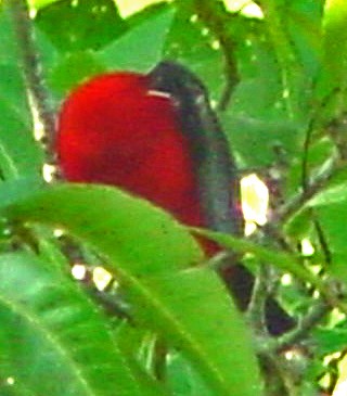 Brazilian Tanager - johnny powell