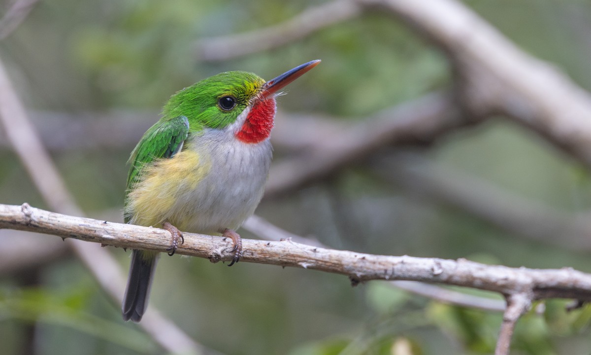 Puerto Rican Tody - Zak Pohlen