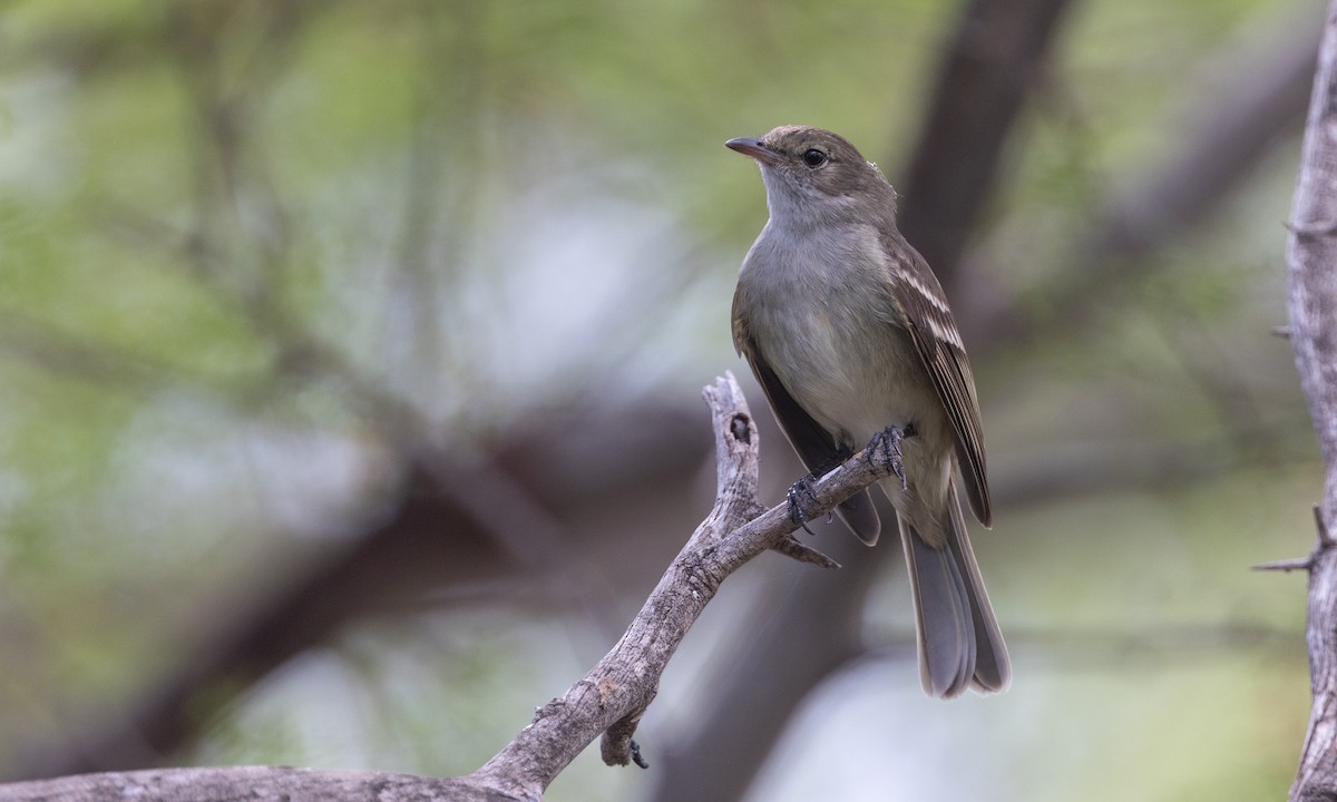 Caribbean Elaenia - ML605365691