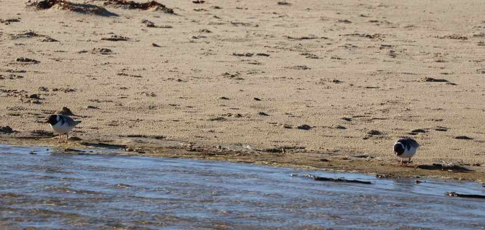 Hooded Plover - Martin Butterfield